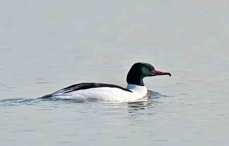 昆明湖中的秋沙鸭