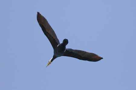 鸬鹚蓝天展翅篇