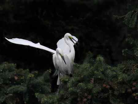 春天的探戈   南昌象山白鹭