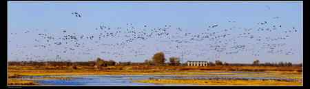 铺天盖地的大雁