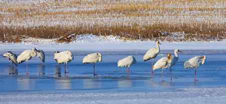 阳春三月莅临盘锦的白鹤