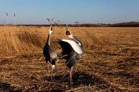白枕鹤呼唤春意