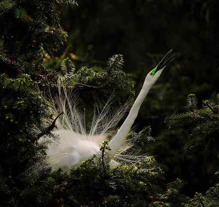 漂亮的繁殖羽，快乐的单身汉