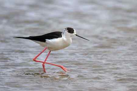 补拍黑翅长脚鹬