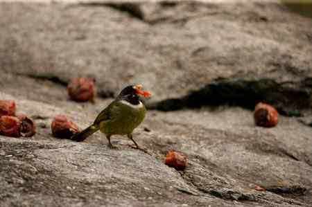 领雀嘴鹎的食姿