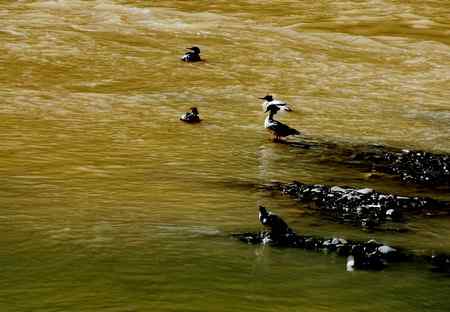 青海玉树 高原精灵