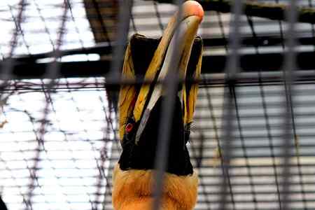 另类视角:北京动物园巨鸟怪鸟愤愤然 另类视角:北京动物园巨鸟怪鸟愤愤然