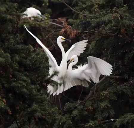 我爱象山大白鹭！