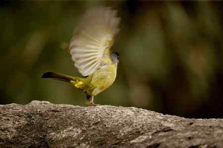 领雀嘴鹎的食姿
