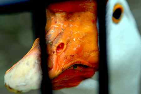 另类视角:北京动物园巨鸟怪鸟愤愤然 另类视角:北京动物园巨鸟怪鸟愤愤然