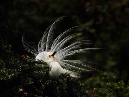 漂亮的繁殖羽，快乐的单身汉