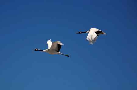 蓝天上飞翔幸福的一对