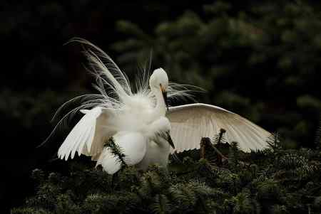 今日童男童女（中白鹭）