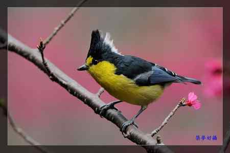 黃山雀 (Taiwan Tit)