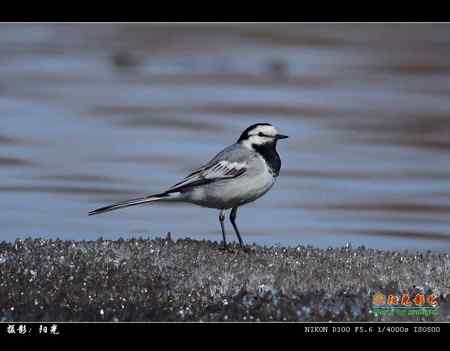请教鸟名：是黑背鹡鸰吗？