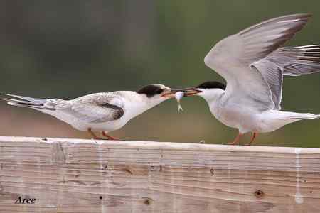 暂别鸟网回新疆--发一组水鸟