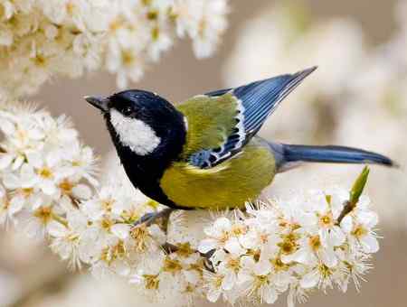 绿背山雀 吃得不亦乐