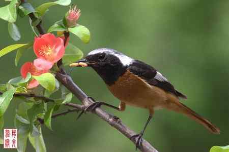 姹紫嫣红中的鸟儿
