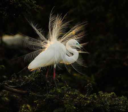 漂亮的繁殖羽，快乐的单身汉
