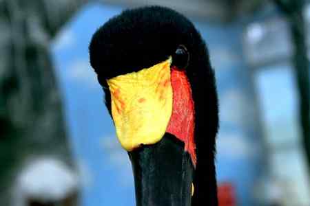 另类视角:北京动物园巨鸟怪鸟愤愤然 另类视角:北京动物园巨鸟怪鸟愤愤然