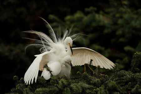 今日童男童女（中白鹭）