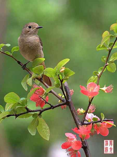 姹紫嫣红中的鸟儿
