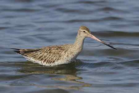 斑尾塍鹬“游泳”