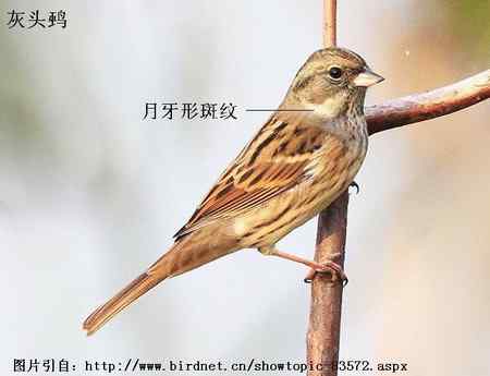 谈谈几种常见的鹀