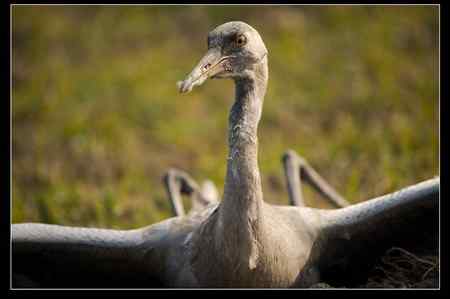是谁害死了灰鹤？！