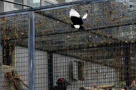 另类视角:北京动物园巨鸟怪鸟愤愤然 另类视角:北京动物园巨鸟怪鸟愤愤然