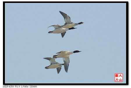 请教老师，求鸭名：普通秋沙鸭还是鸬鹚？