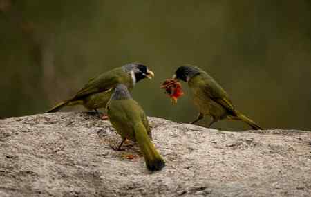 领雀嘴鹎的食姿