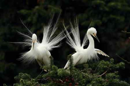 绽放的繁殖羽--象山中白鹭