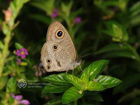 微距镜头前的蝴蝶