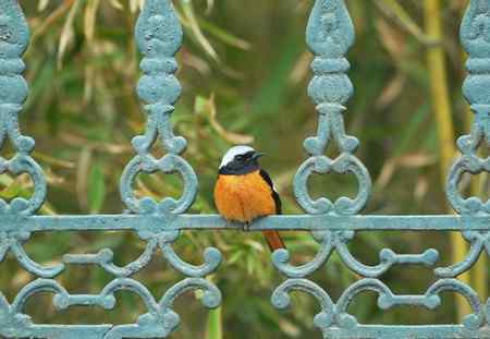 北红尾鸲小俩口