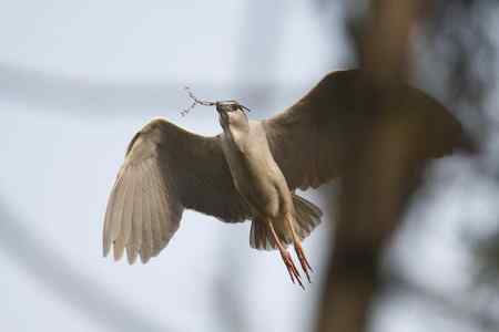 夜鹭衔枝筑巢