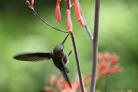 在加州拍的蜂鸟