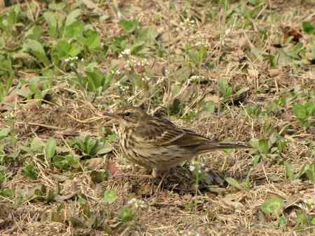 请帮忙识鹨 三门峡所拍