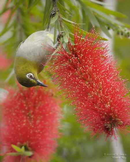 春天: 妳的名字是紅色