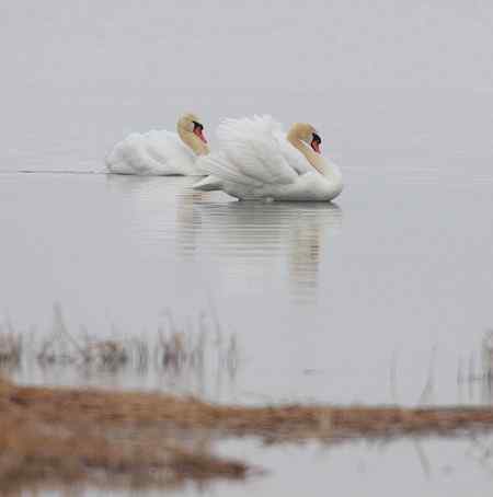 海鹰一号的疣鼻天鹅