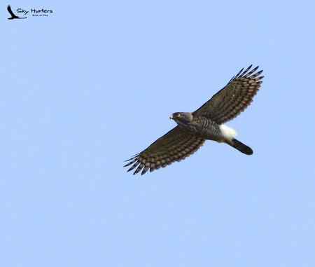 南京的大凤和小鹊（点看大图）