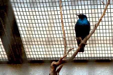 另类视角:北京动物园巨鸟怪鸟愤愤然 另类视角:北京动物园巨鸟怪鸟愤愤然