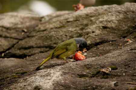 领雀嘴鹎的食姿