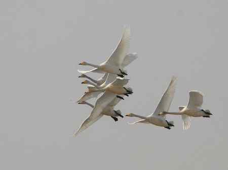 紧密团结的天鹅 科尔沁草原