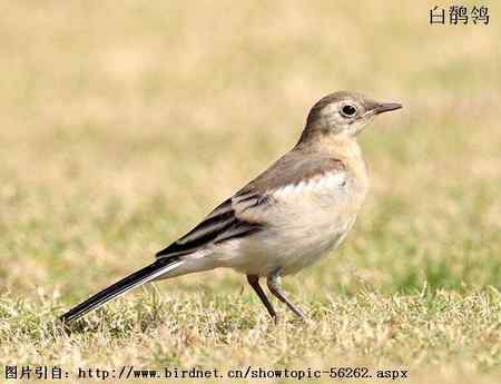 鸟类辨识：白鹡鸰大全
