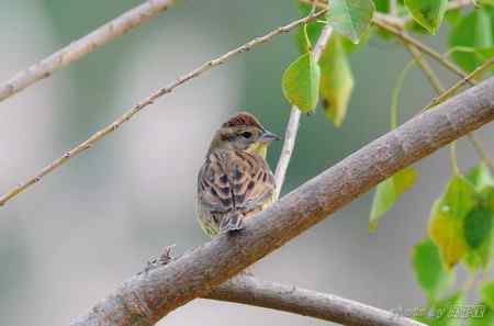 请教鸟名：这是黄胸巫鸟吗？