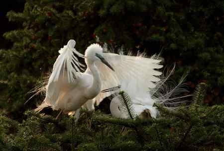 踏着夕阳归    连拍组照