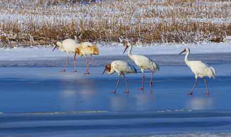 阳春三月莅临盘锦的白鹤