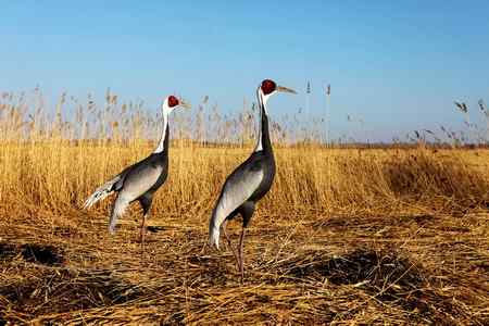 白枕鹤呼唤春意