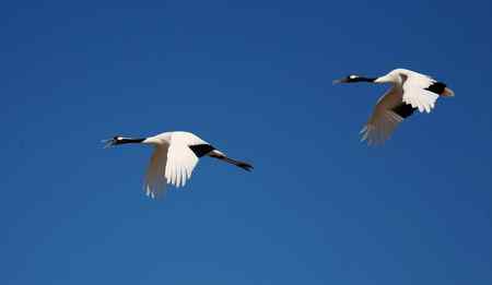 蓝天上飞翔幸福的一对